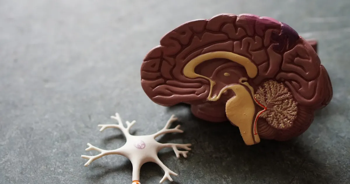 Modele anatomique de cerveau humain en coupe avec un neurone, illustrant les mecanismes neurologiques du TDAH